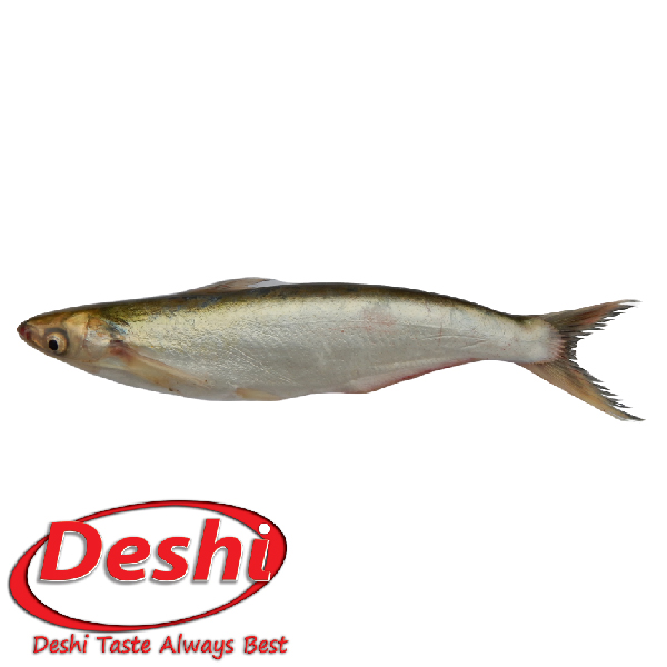 deshi Bacha Fish