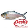 Deshi Hilish Fish