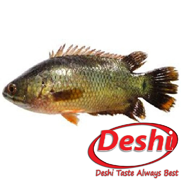 Deshi Koi Fish
