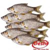 Deshi Puti