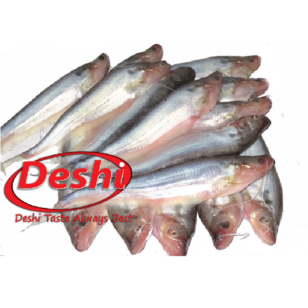 Pabda Fish deshi