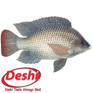 Deshi Tilapia Fish