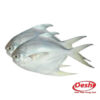 white pomfret